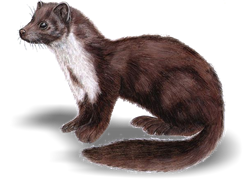 RB - Sprej na kuny 400 ml